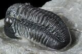 Detailed Gerastos Trilobite Fossil - Morocco #108489-5